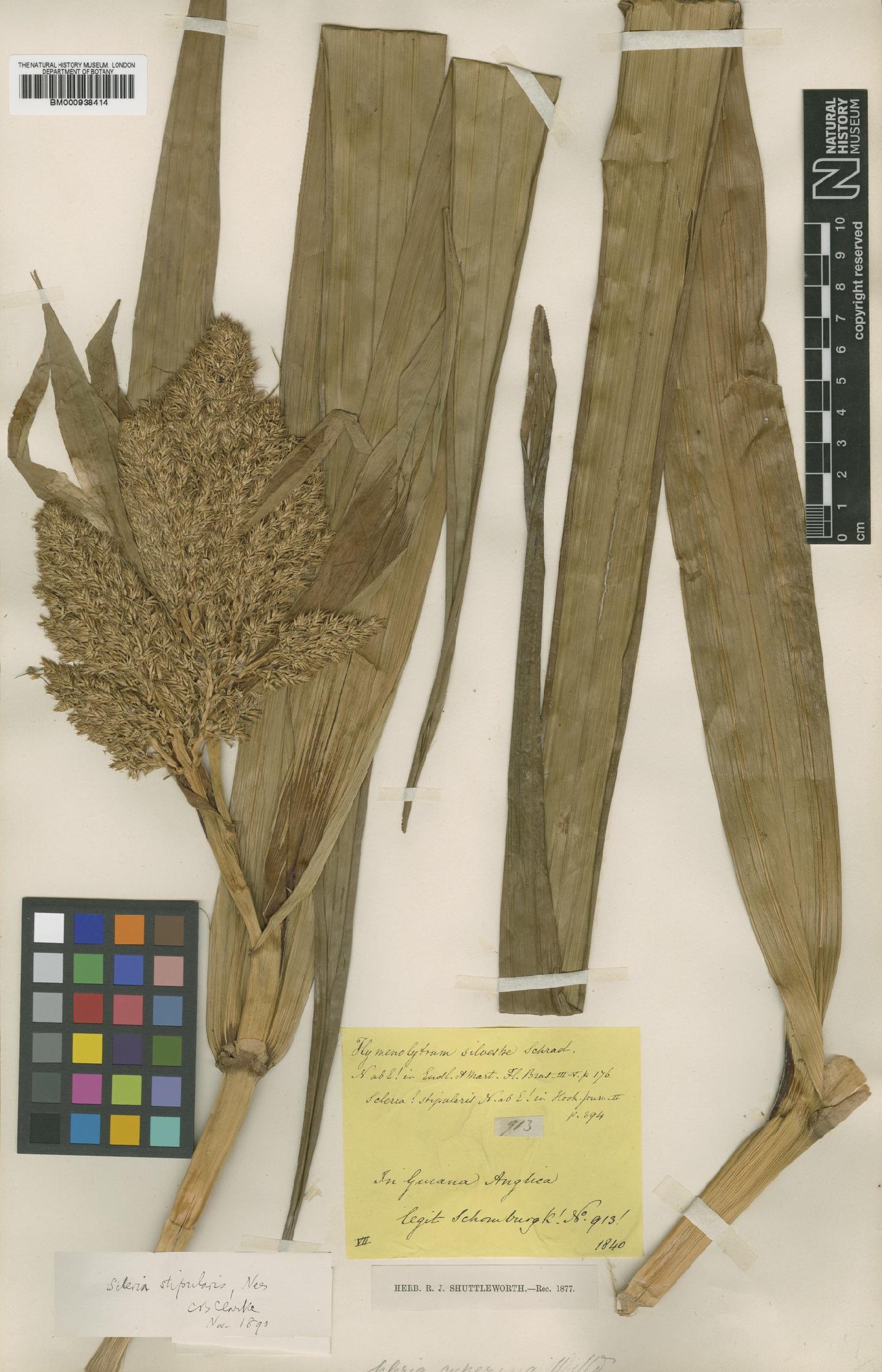 To the Natural History Museum, London (Scleria stipularis Nees BM000938414 type 1)