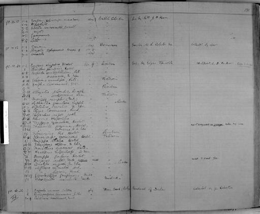 Ocypode arenaria subsection Thoracotremata section Eubrachyura - Zoology Accessions Register: Crustacea: 1876 - 1905: page 130