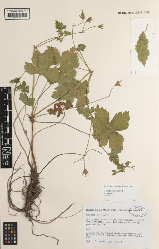 Geranium versicolor L. - BM001172085