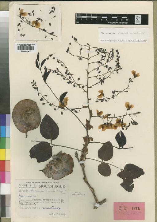 Pterocarpus brenanii Barbosa & Torre - BM000842412