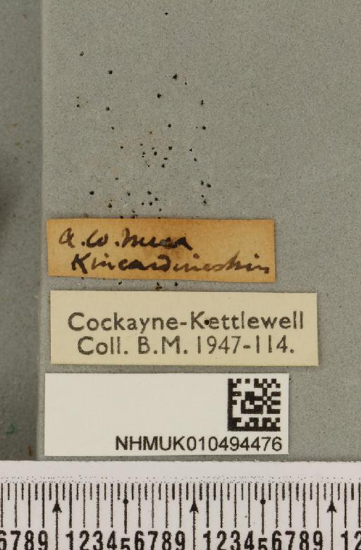 Autographa bractea ab. bracteana Strand, 1916 - NHMUK_010494476_label_550130