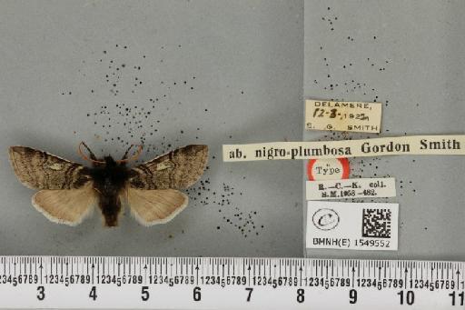 Achlya flavicornis galbanus ab. nigroplumbosa Smith, 1947 - BMNHE_1549552_239198