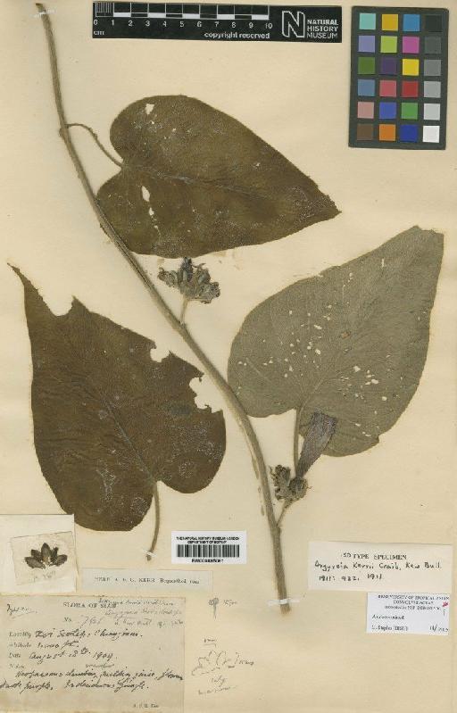 Ipomoea kerrii (Craib) J.R.I.Wood & Scotland - BM000885061