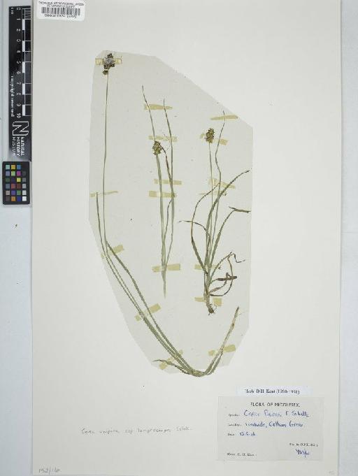 Carex vulpina subsp. lamprocarpa L. - BM000567867   carex vulpina2 copy