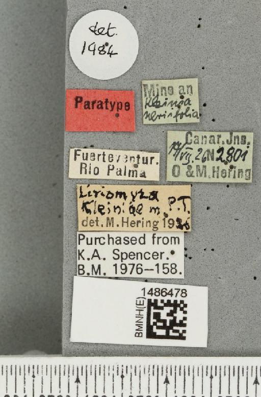 Liriomyza kleiniae Hering, 1927 - BMNHE_1486478_a_label_50202