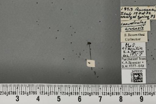 Melanagromyza albocilia Hendel, 1931 - BMNHE_1470115_44665