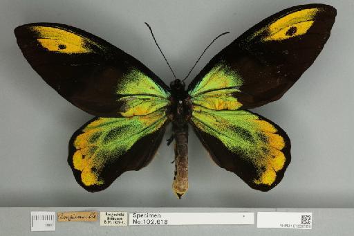 Ornithoptera victoriae regis Rothschild, 1895 - 013602550__