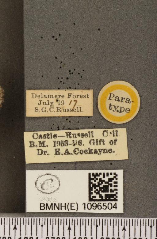 Coenonympha tullia davus ab. cockaynei Hopkins, 1955 - BMNHE_1096504_label_7403