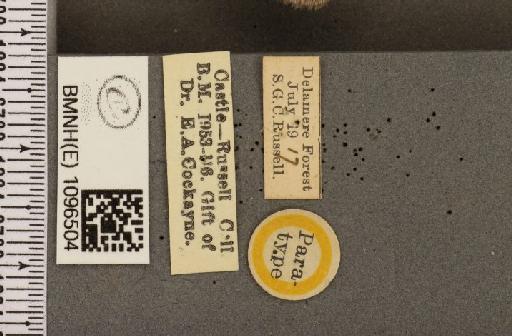 Coenonympha tullia davus ab. cockaynei Hopkins, 1955 - BMNHE_1096504_label_7403