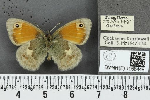 Coenonympha pamphilus (Linnaeus, 1758) - BMNHE_1066448_27652