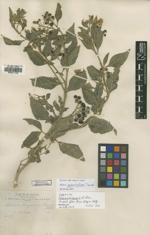 Solanum gonocladum Dunal - BM000778230