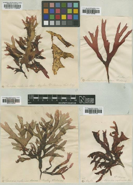 Sarcodia montagneana (Hook.f. & Harv.) J.Agardh - BM000054013
