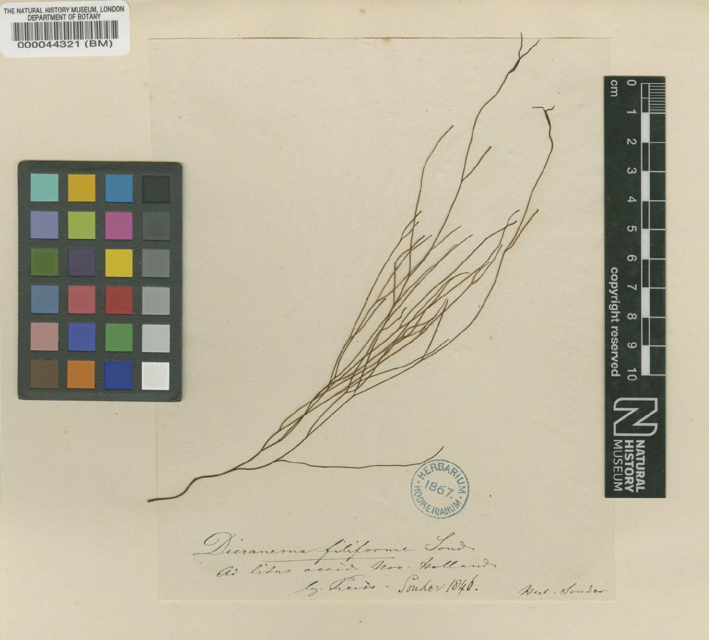 To NHMUK collection (Sarconema filiforme (Sond.) Kylin; TYPE; NHMUK:ecatalogue:2366173)