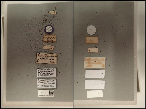 Eurytomocharis minima Ashmead, 1894 - 010264001_Eurytomocharis minima_poss PLT_labels