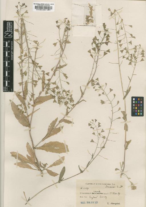 Capsella bursa-pastoris (L.) Medik. - BM000582835