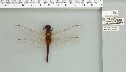 Urothemis bisignata Brauer, 1868 - 011249860_804407_1257373_2