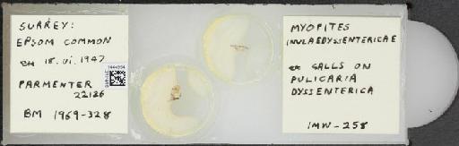 Myopites inulaedyssentericae Blot, 1827 - BMNHE_1444954_59868