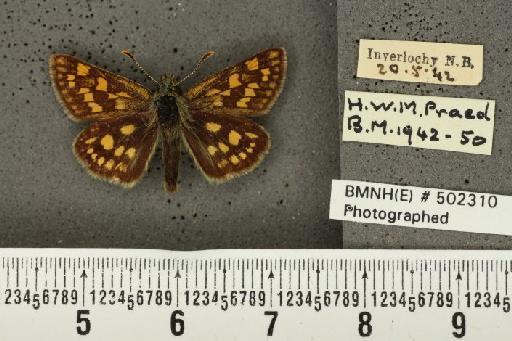 Carterocephalus palaemon (Pallas, 1771) - BMNHE_502310_175979
