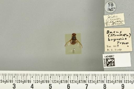 Bactrocera (Bactrocera) bryoniae (Tryon, 1927) - BMNHE_1434987_28452