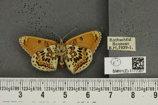 Melitaea cinxia ab. wittei Geest, 1903 - BMNHE_1177357_49440