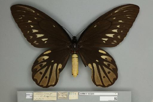 Ornithoptera alexandrae Rothschild, 1907 - 013602433__
