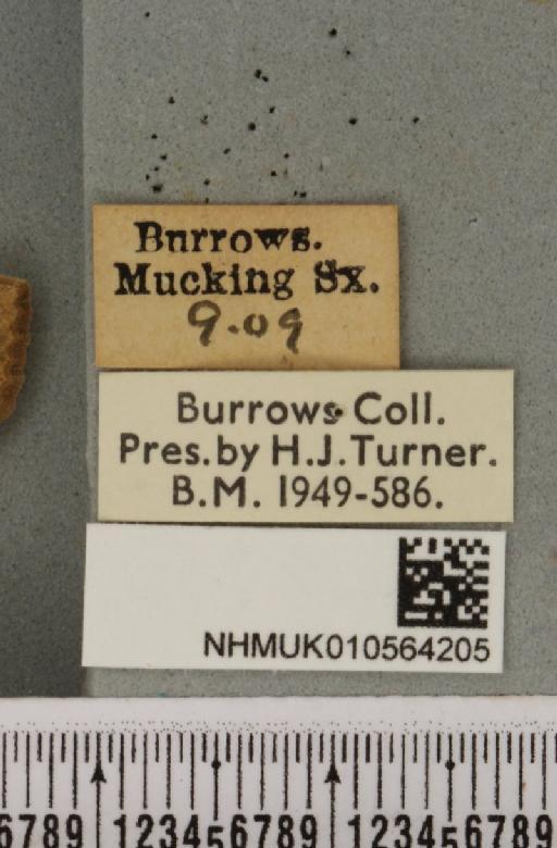 Cirrhia gilvago ab. suffusa Tutt, 1892 - NHMUK_010564205_label_621810