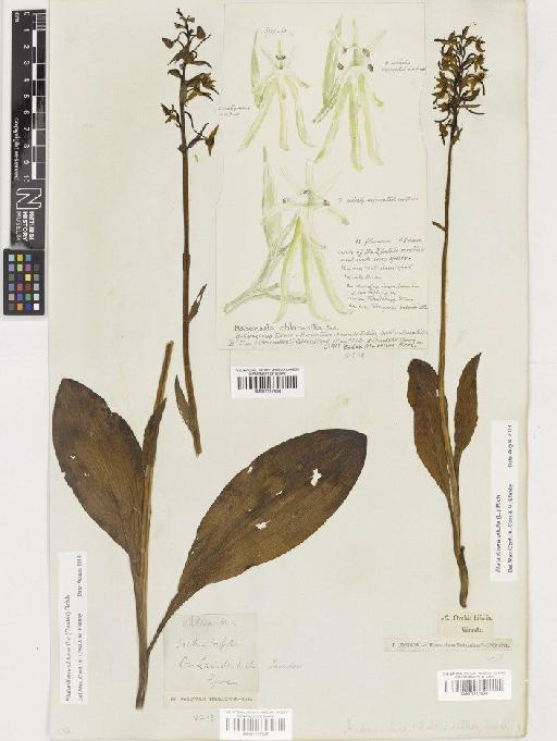 Platanthera chlorantha (Custer) Rchb. - BM001117932