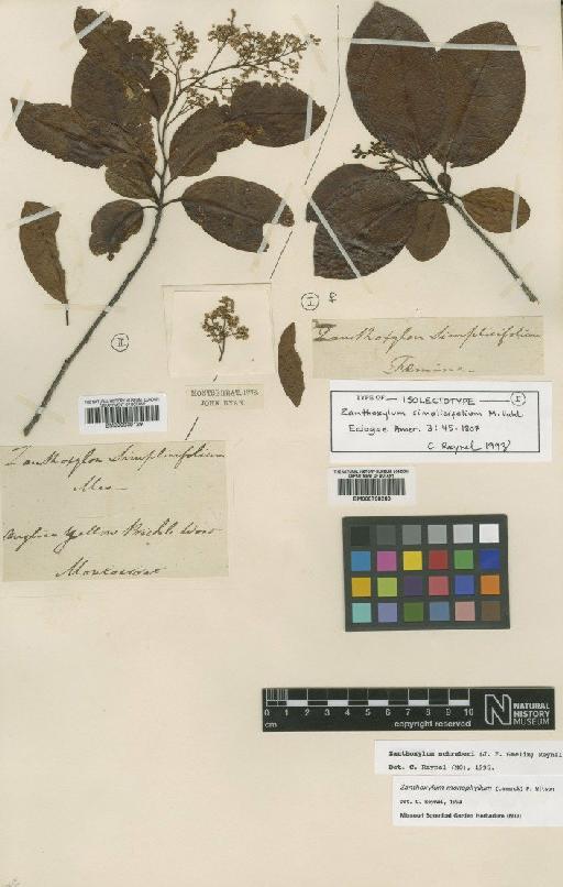 Zanthoxylum schreberi (J.F.Gmel.) Reynel - BM000798289