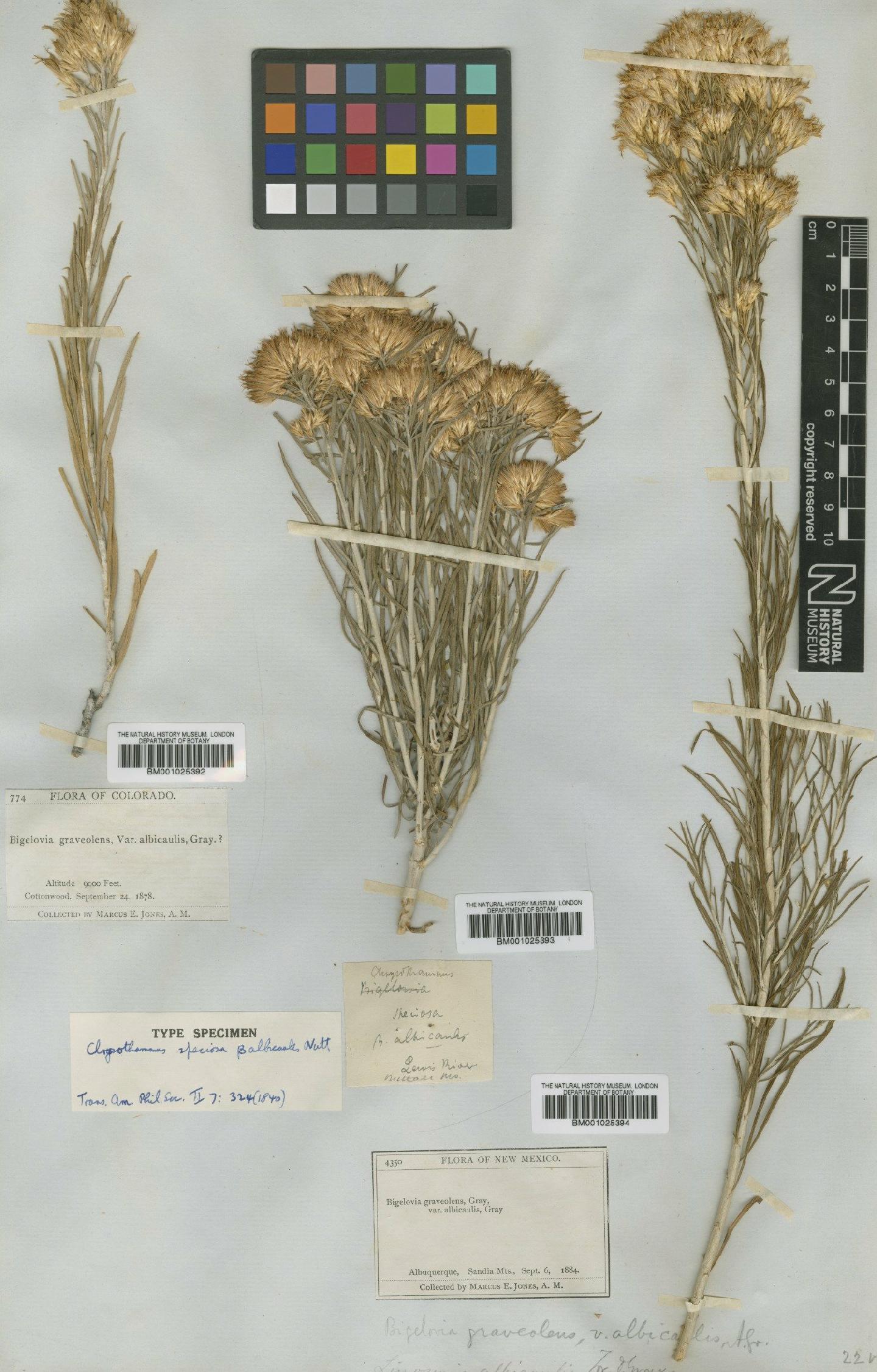 To NHMUK collection (Chrysothamnus nauseosus subsp. albicaulis (Nutt.) H.M.Hall & Clem.; Type; NHMUK:ecatalogue:746554)