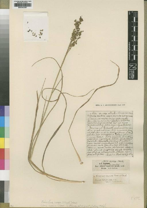 Pentaschistis aurea (Steud.) McClean - BM000922867