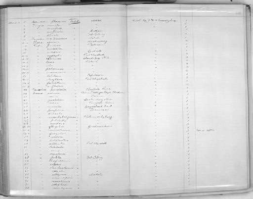 Ennea aurisleporis subterclass Tectipleura Melvill & Ponsonby, 1898 - Zoology Accessions Register: Mollusca: 1900 - 1905: page 128