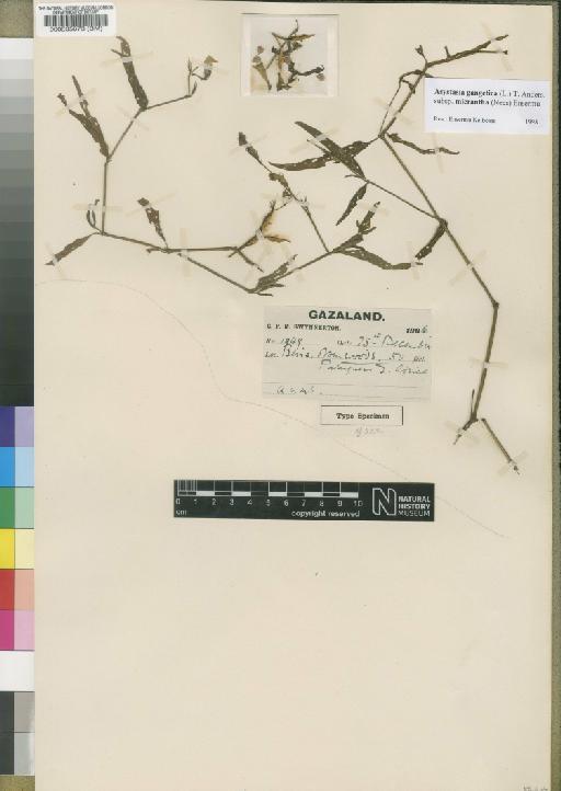 Asystasia gangetica ( L. ) T.Anderson subsp. micrantha (Nees) Ensermu - BM000535673
