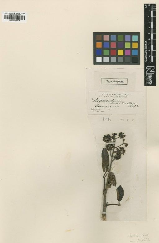 Schefflera monticola var. lanceolata Ridl. - BM000944804