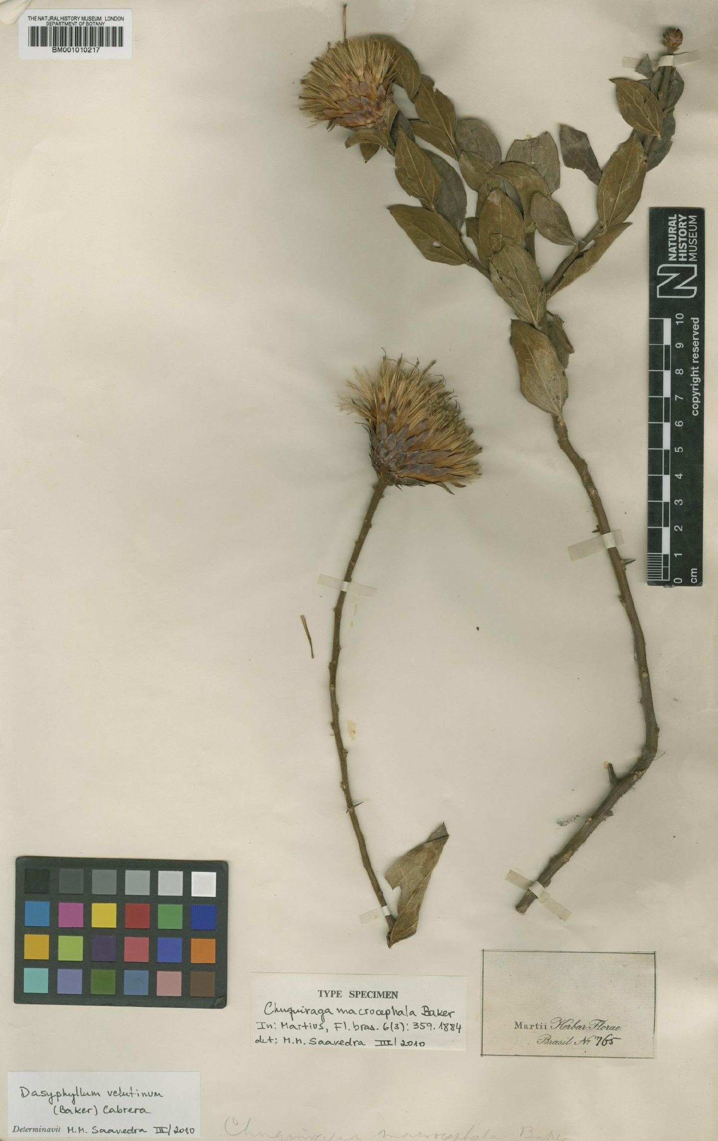 To NHMUK collection (Chuquiraga macrocephala Baker; Type; NHMUK:ecatalogue:610754)