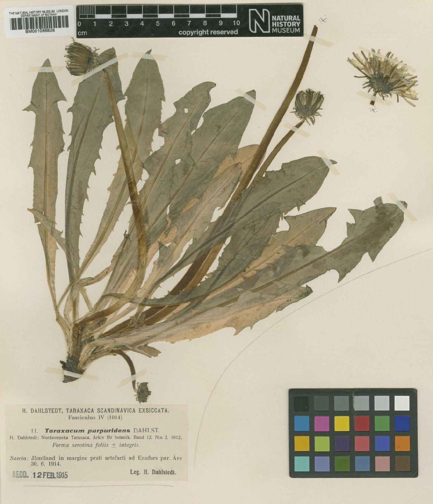 To NHMUK collection (Taraxacum purpuridens Dahlst.; TYPE; NHMUK:ecatalogue:2236398)
