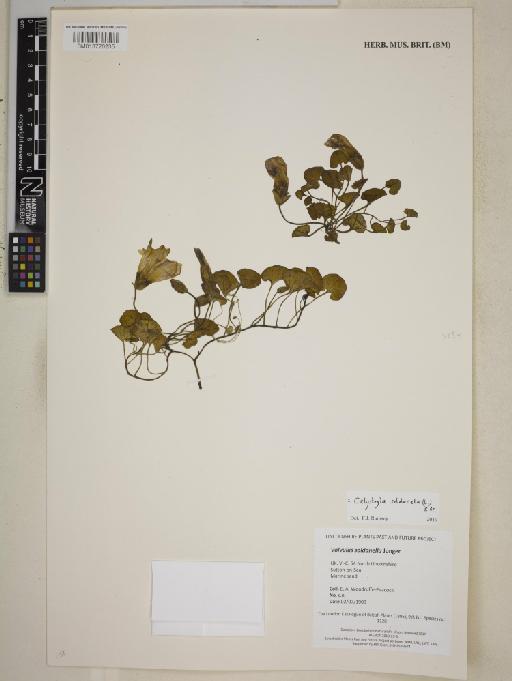Calystegia soldanella (L.) R.Br. - BM013720235