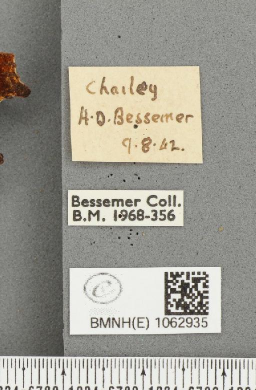 Polygonia c-album (Linnaeus, 1758) - BMNHE_1062935_label_23885