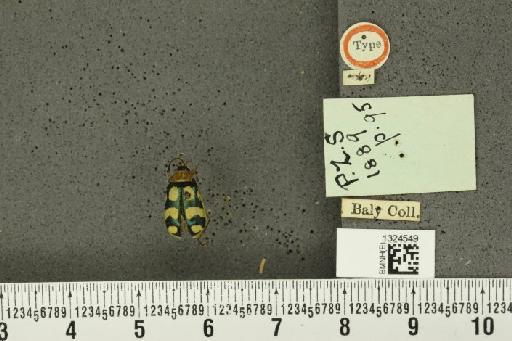 Isotes aeneiventris (Baly, 1889) - BMNHE_1324549_a_22050