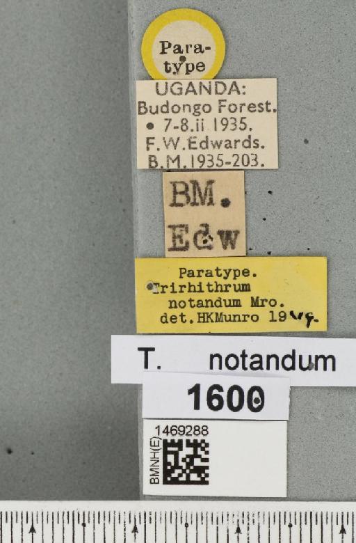 Trirhithrum notandum Munro, 1957 - BMNHE_1469288_label_27589