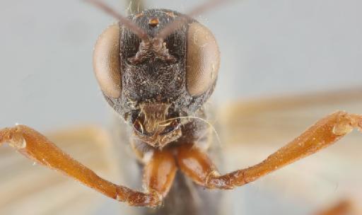 Xylonomus rusticus Desvignes, 1856 - 015214900_Xylonomus rusticus_lectotype_face