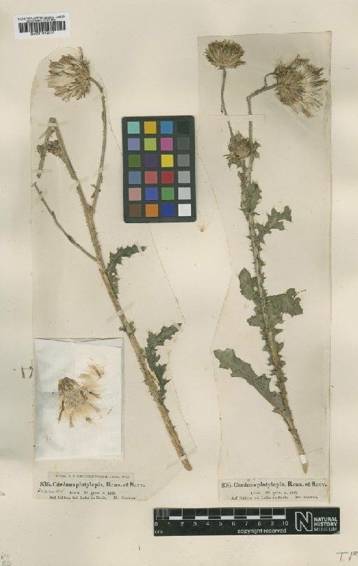 Carduus nutans subsp. platylepis Rchb. & Saut. - BM001043010