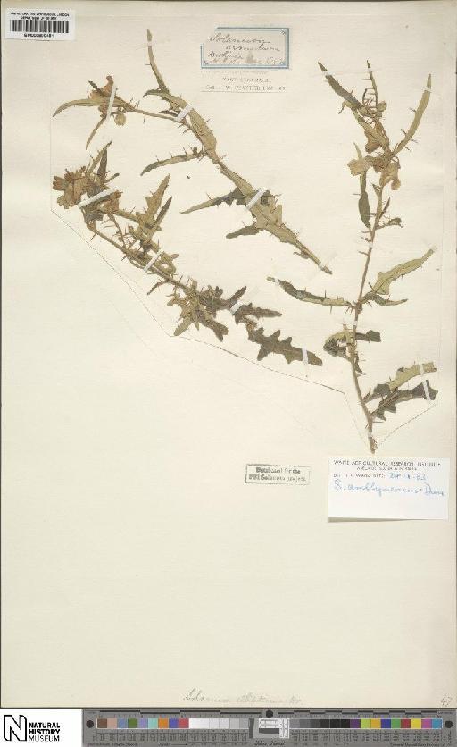 Solanum elegans Dunal - BM000900481