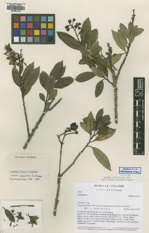 Solanum coalitum S.Knapp - BM000846493