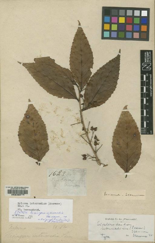 Xylosma intermedia (Seem.) Triana & Planch. - BM000624177