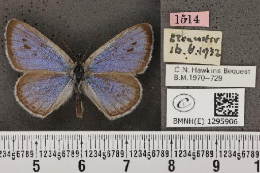 Maculinea arion eutyphron (Fruhstorfer, 1915) - BMNHE_1295906_133714