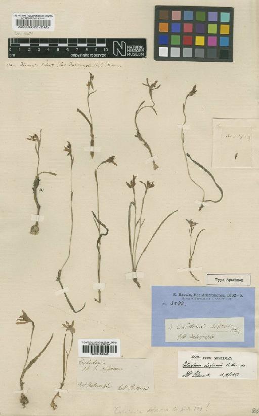 Caladenia deformis R.Br. - BM000990446