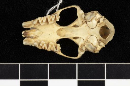 Hipposideros diadema natunensis Chasen, 1940 - 1947_1431-Hipposideros_diadema_natunensis-Type-Skull-occlusal