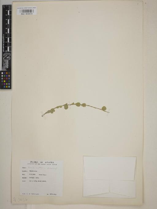 Grewia erythraea - BM013838693