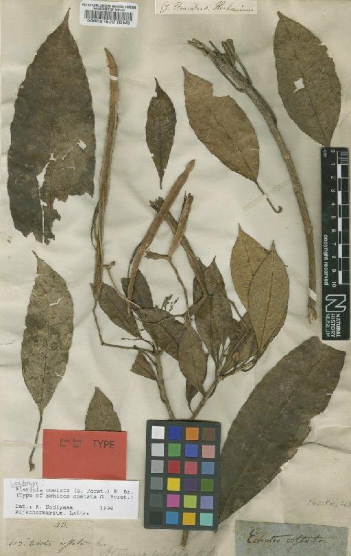 Alstonia costata R.Br. - BM000021822