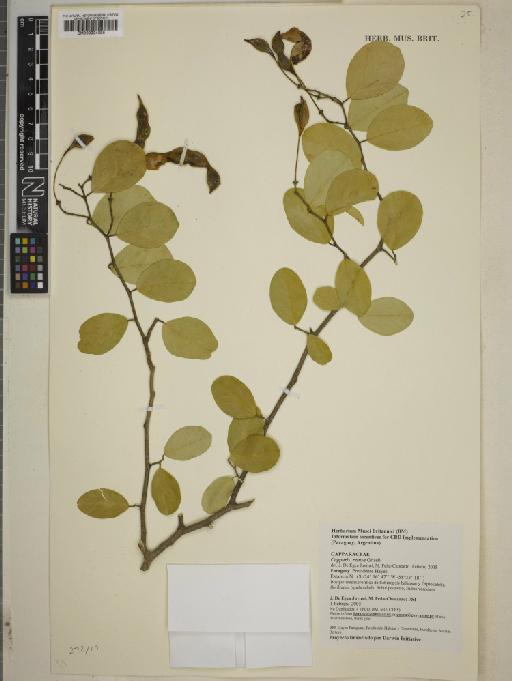 Capparis retusa Griseb. - BM000934395